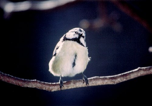 Blue tit